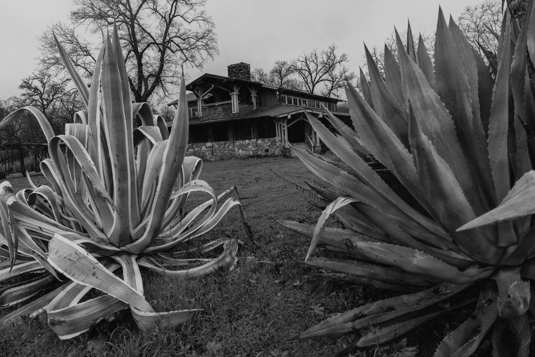 Aetna Springa BW